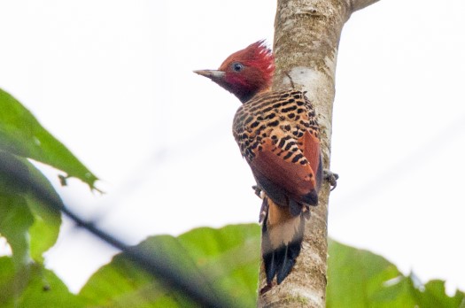 Rufous-headed Woodpecker at Laguna Paikawe